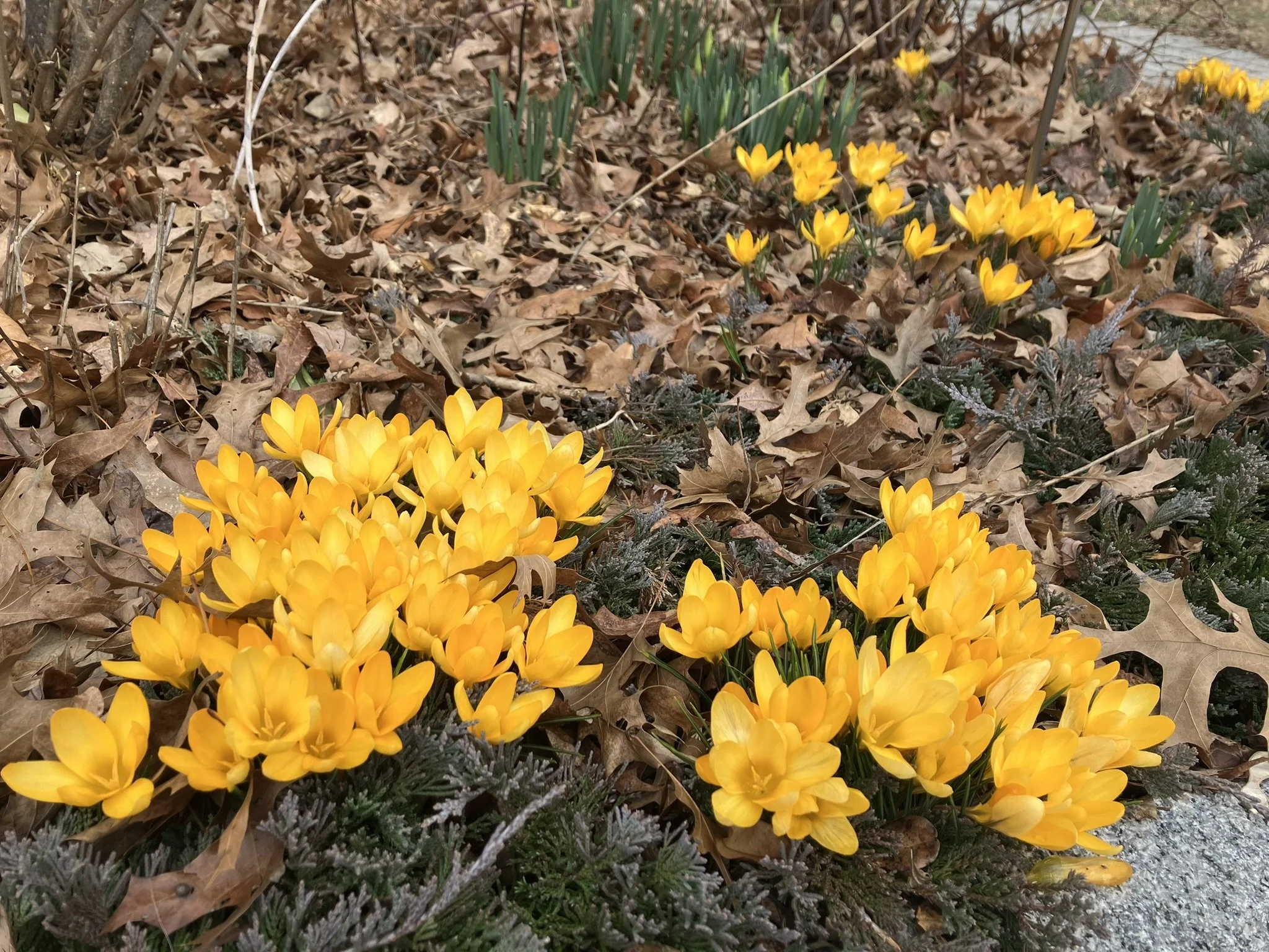 💡Demystify Death Nature Walk 