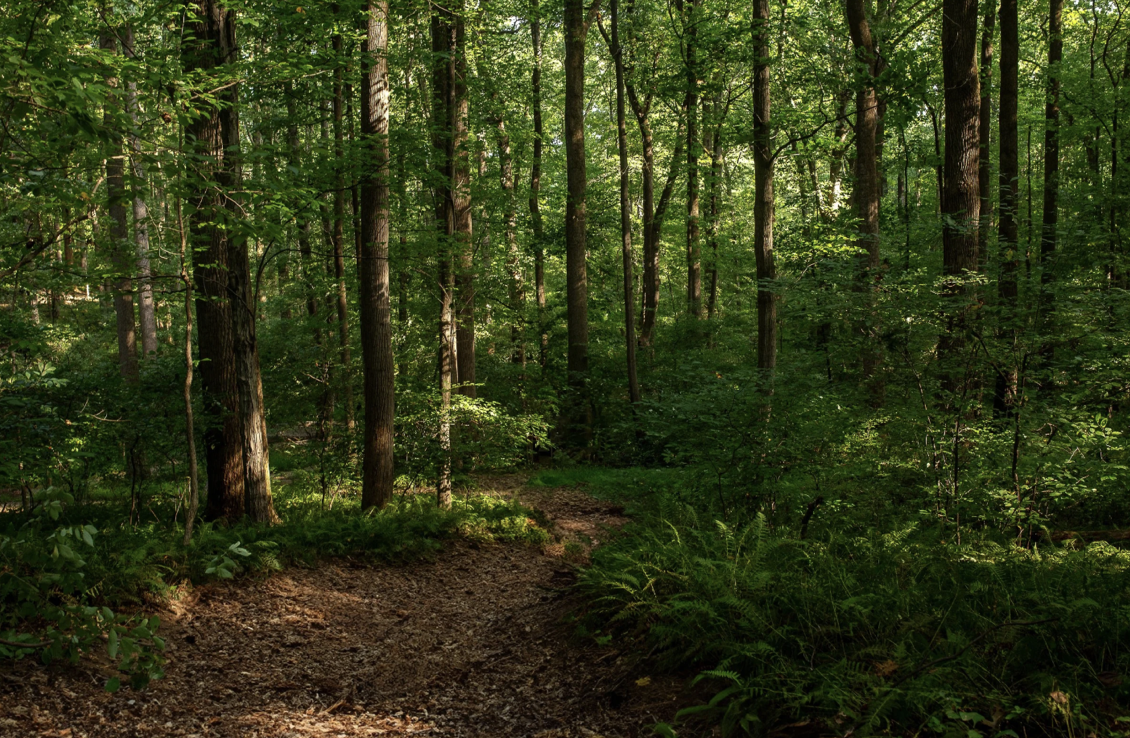 ✨Common Ground Series: Tackling Invasives