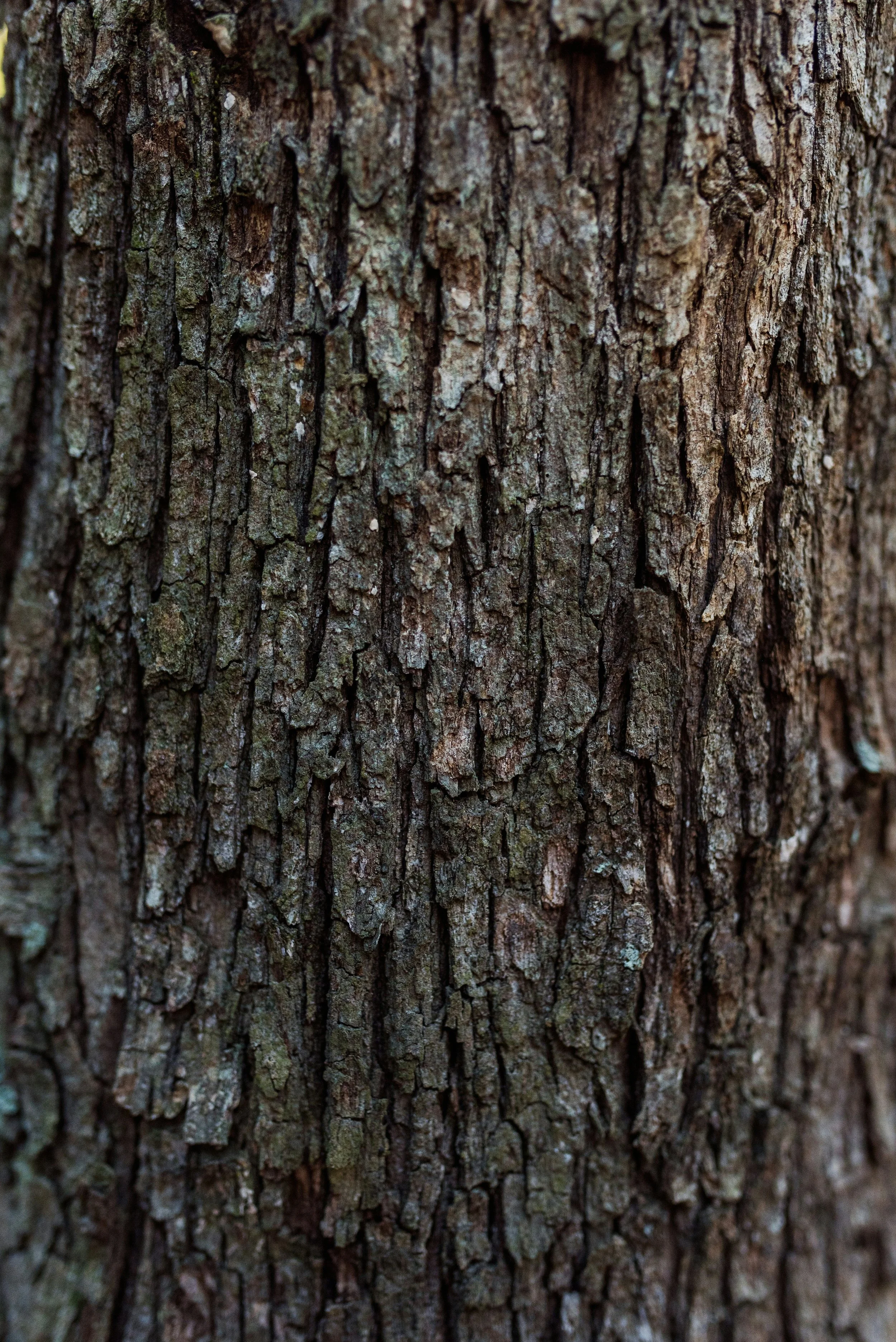 e-l-kJmijjOyo-unsplash.jpg