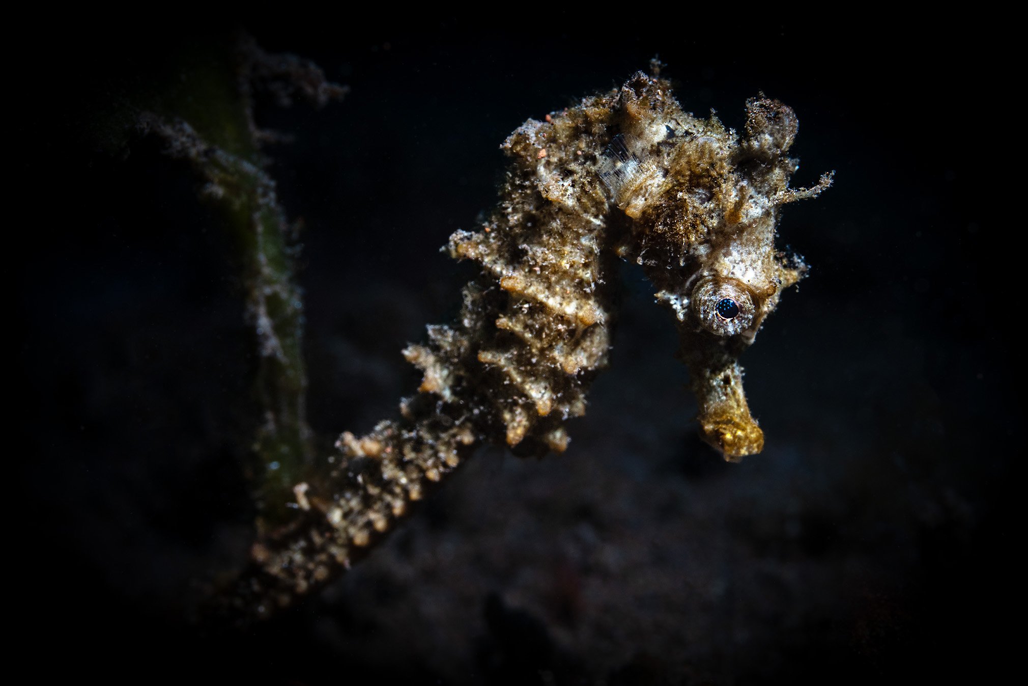 seahorse ready PIC00016.jpg