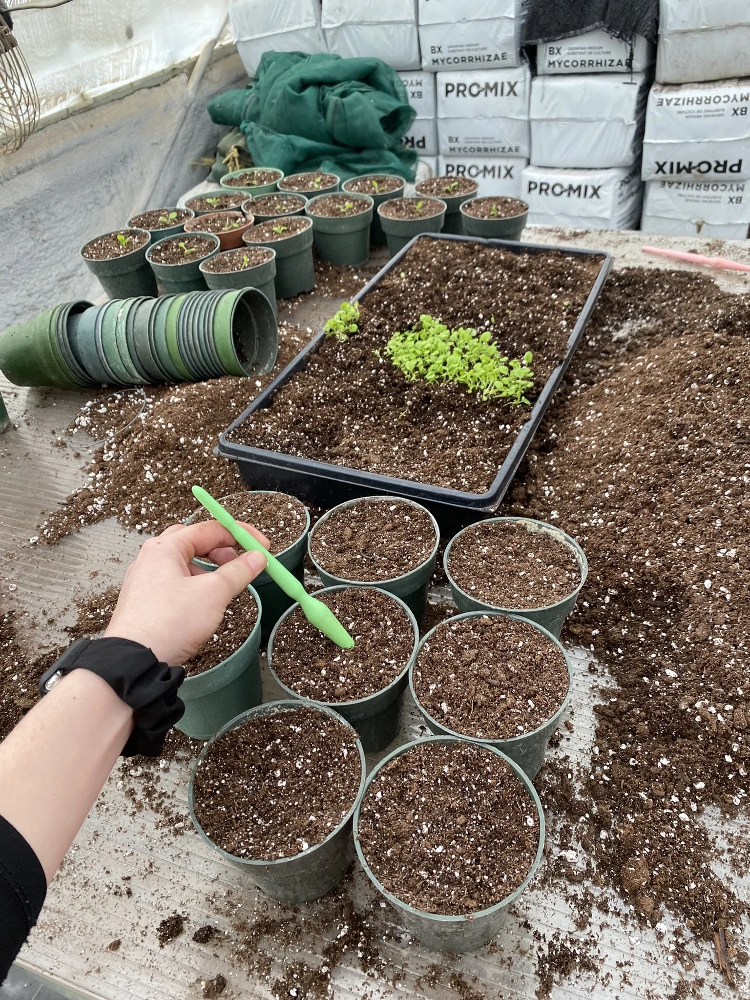 Preparing for Spring.JPEG