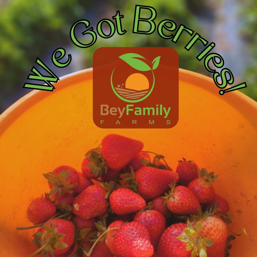 Our strawberries are in! Come pick some up at: Acworth Farmers Market, Marietta Square Farmers Market, Hall County Farmers Market, Sautee Sunday Farmers Market or Northeast Georgia Locally Grown. See you soon.

#buylocal, #strawberry, #supportlocalfa