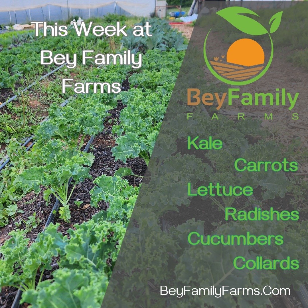The weather is turning beautiful and our vegetables are soaking up the sun. These are the offerings from Bey Family Farms this week. Come see us at Acworth Farmers' Market or Marietta Square Farmers Market this weekend. Or if you are in Habersham, Ha