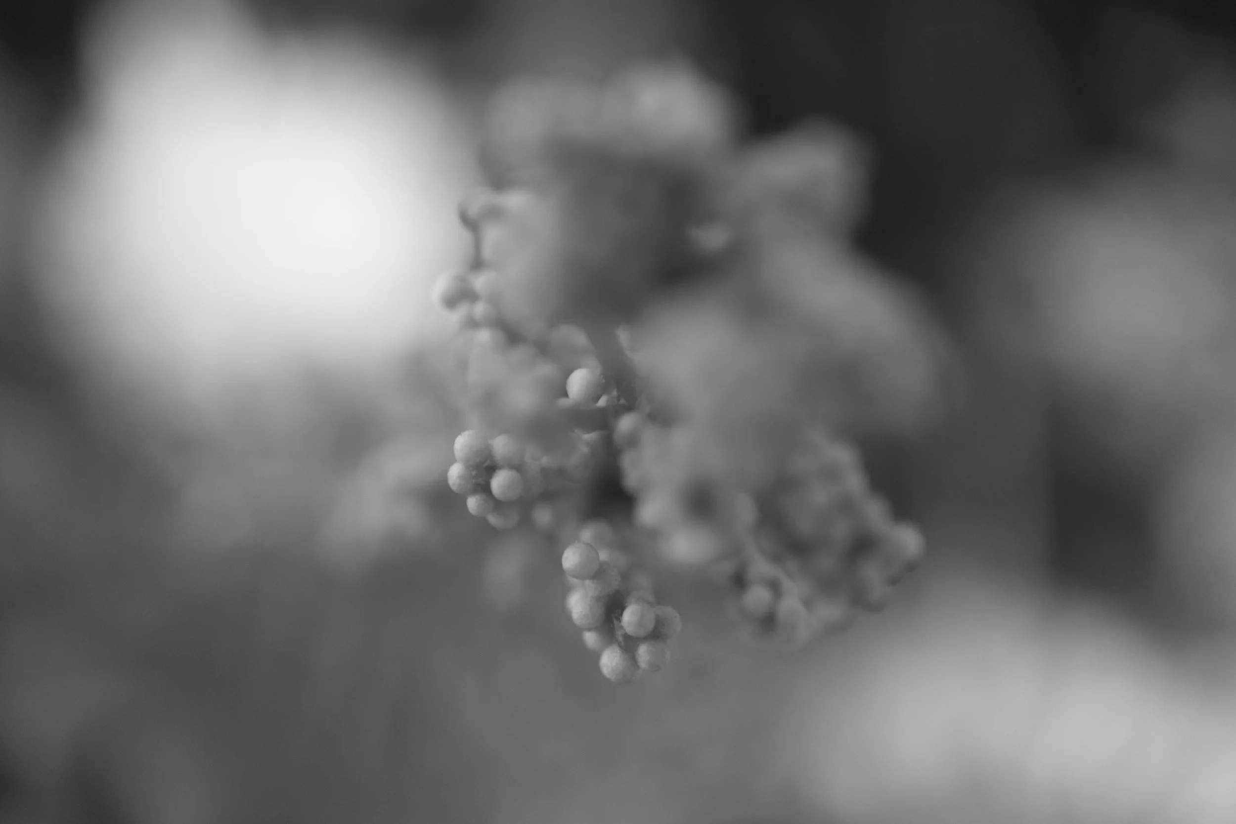 DSCF0480.jpg