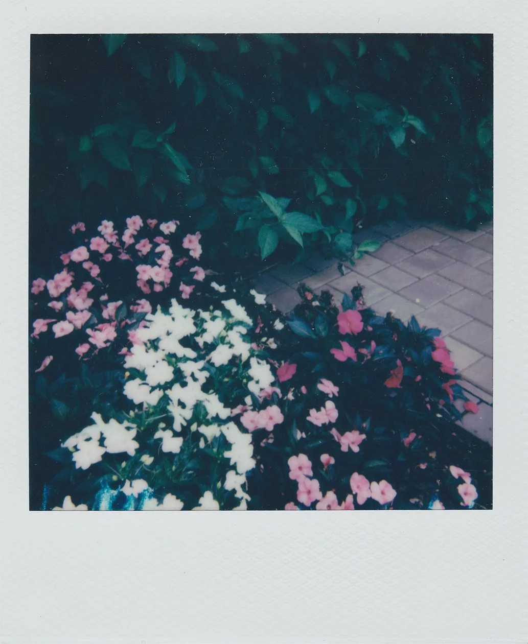 flowers.jpg