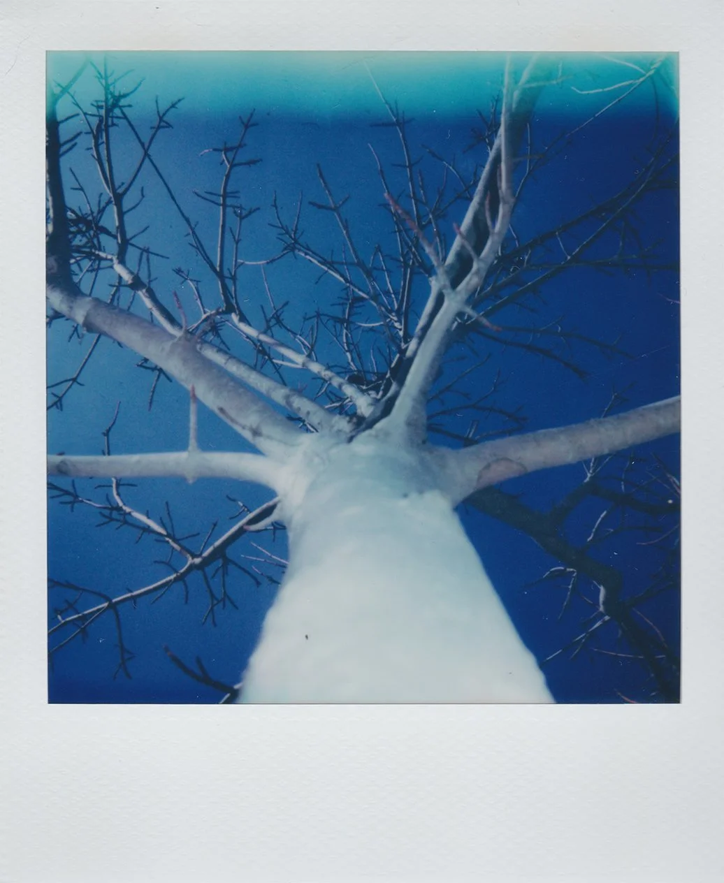 tree.jpg