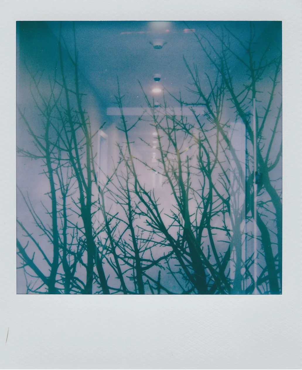 trees.jpg