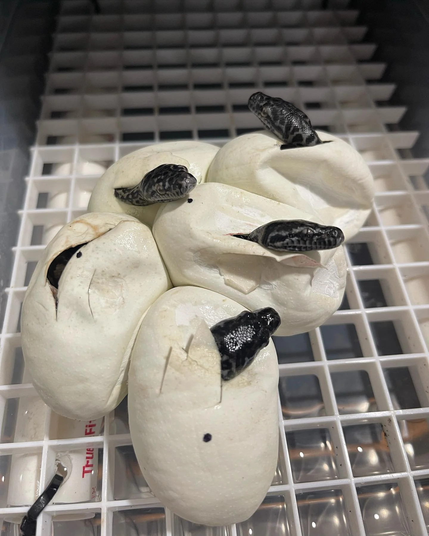 eggs.jpg