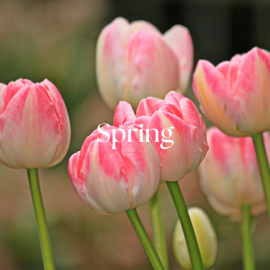 Pink tulip spring flowers blossoming in the sun