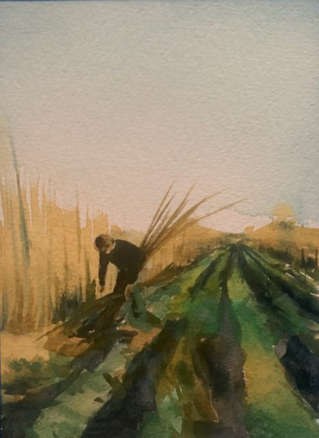 harvest