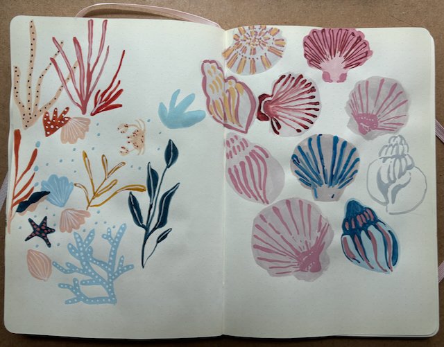 seashells seashore