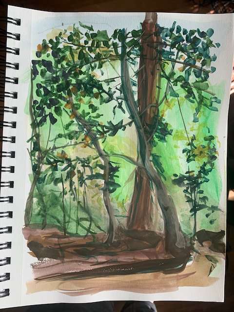 in the redwood grove