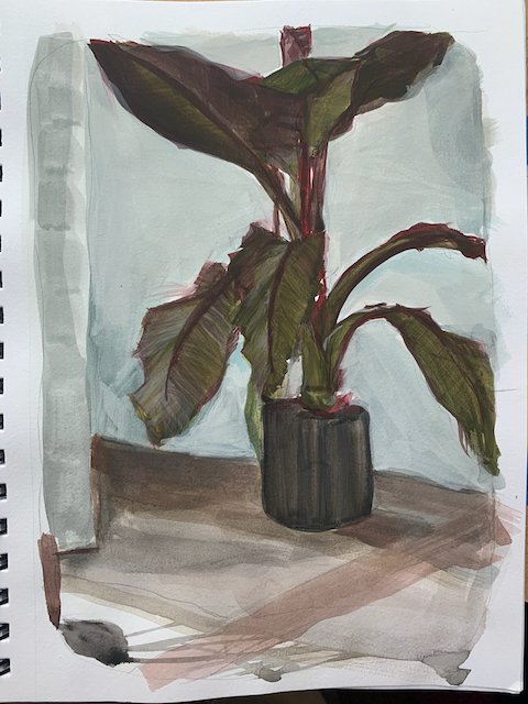 banana tree