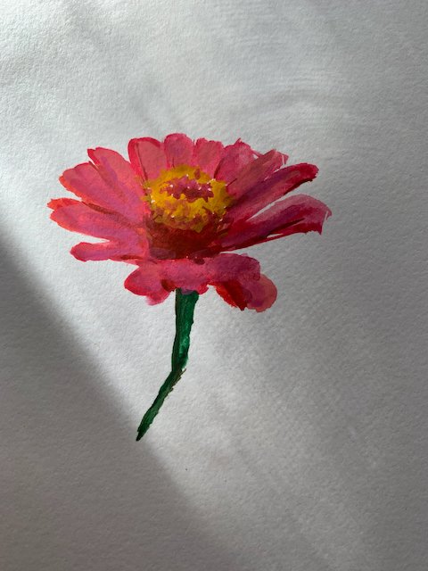 zinnia