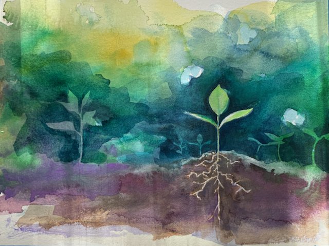 sprout
