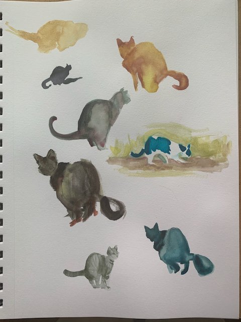 cats pooping