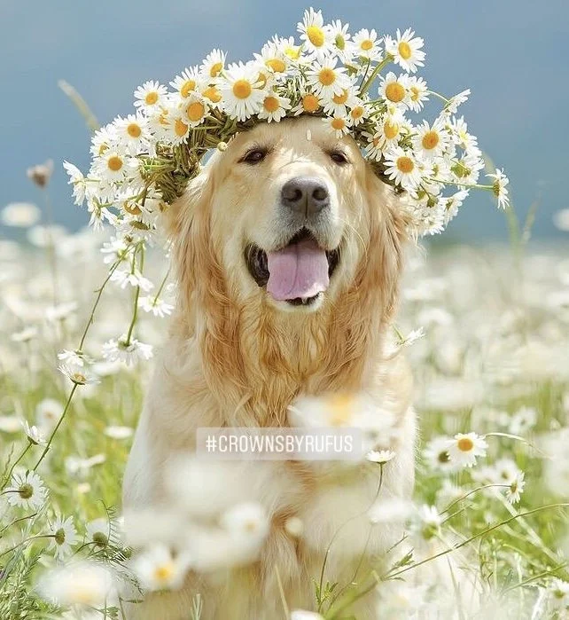 Flower Crown