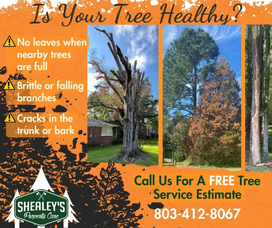 Not sure if your tree is healthy?�Dead or dying trees can be dangerous, especially with fall storms and winter winds ahead.
Some warning signs:�🍂 No leaves when nearby trees are full�🪵 Brittle or falling branches�🌳 Cracks in the trunk or hollow sp