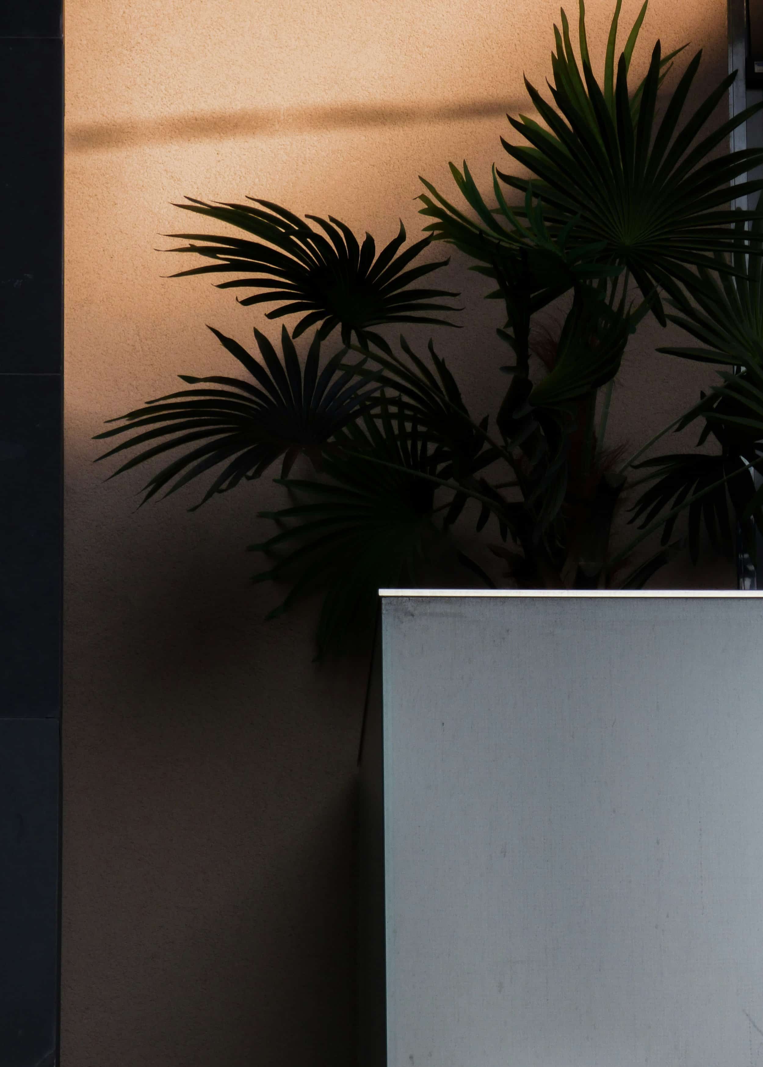 plant in shadow with soft light in the background