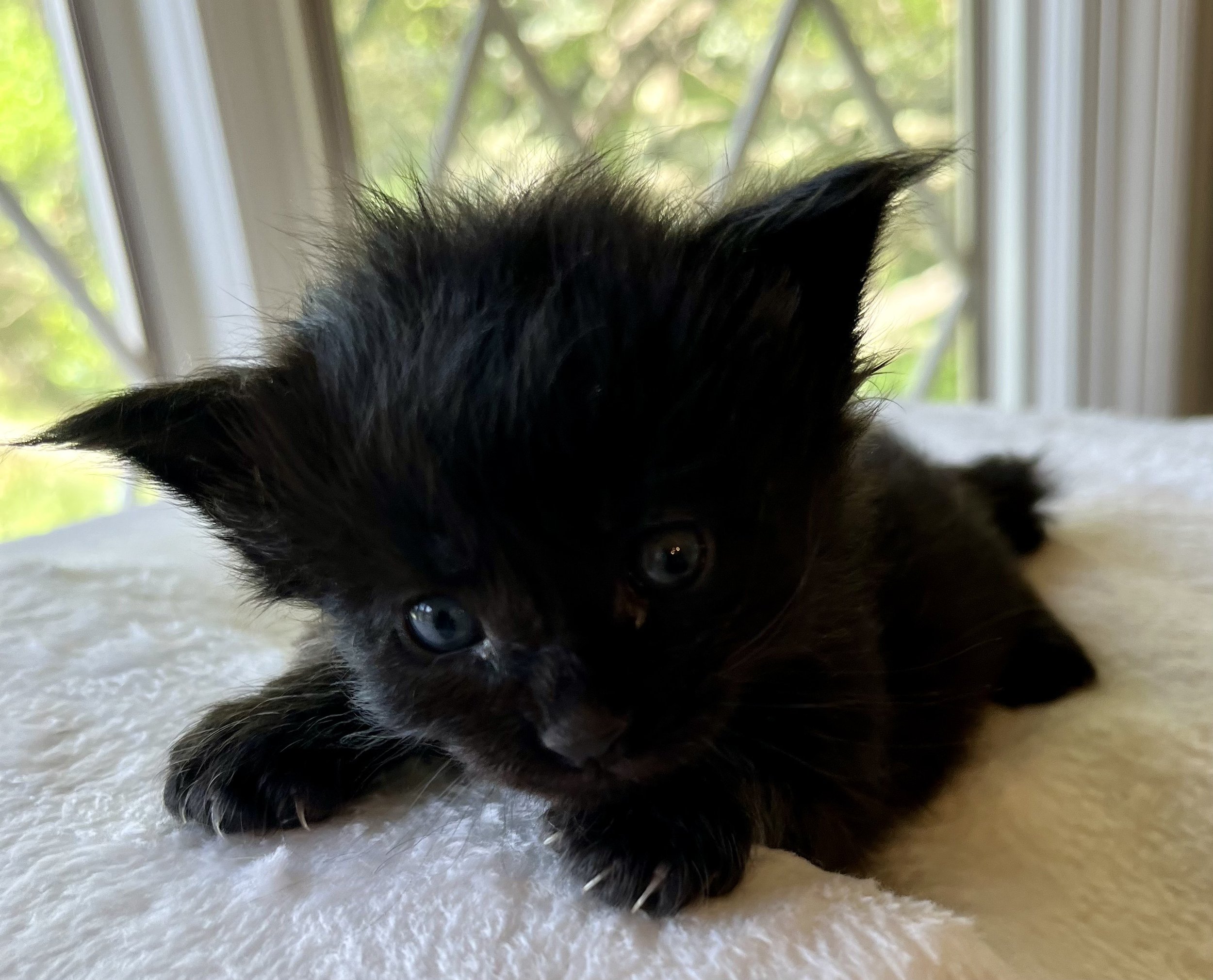 Jasper- Male Black Maine Coon kitten - 3 weeks old- Born April 12, 2025 to Ember and Katahdin