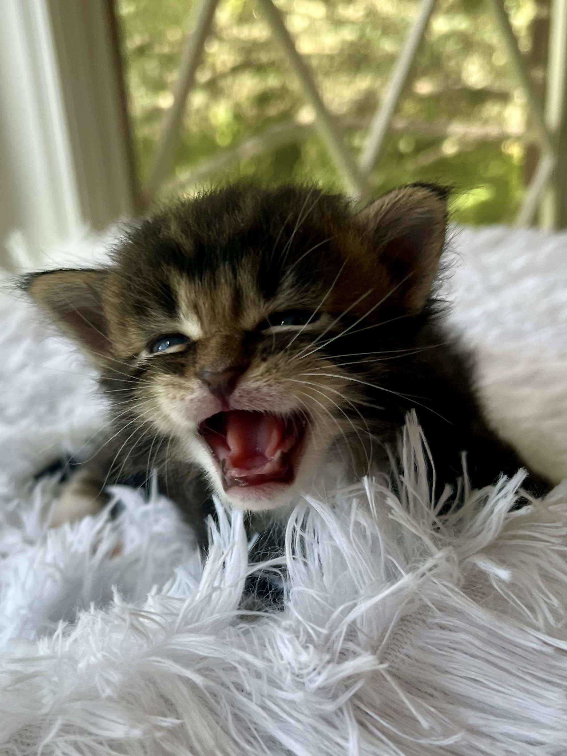 Rolo. Male Black/ Brown Tabby with White Maine Coon kitten- 4 weeks old. Born June 16, 2025 to Lola and Katahdin.