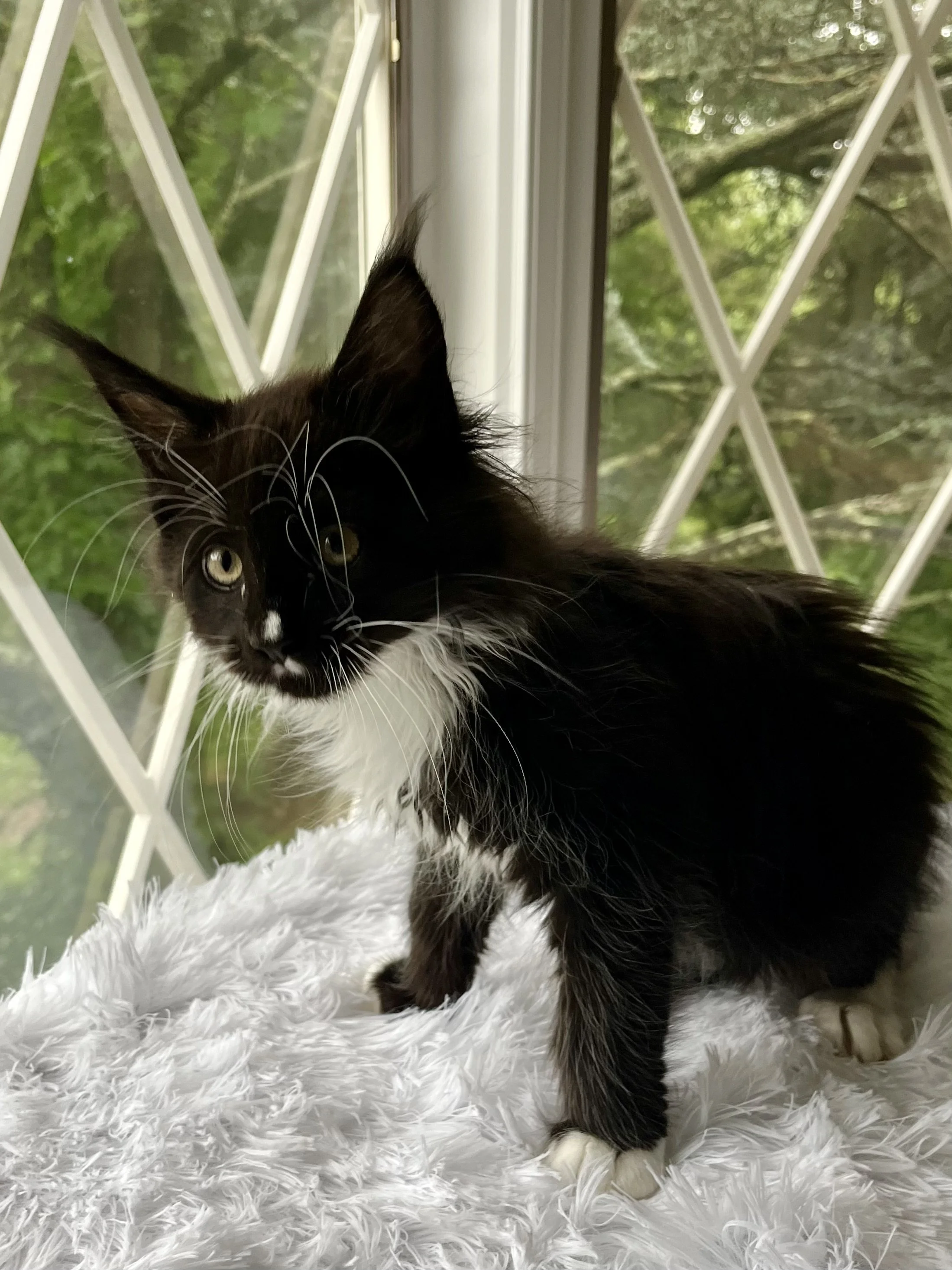 Onyx. Male Black and White Maine Coon kitten- 10 weeks old. Born April 12, 2025 to Ember and Katahdin.