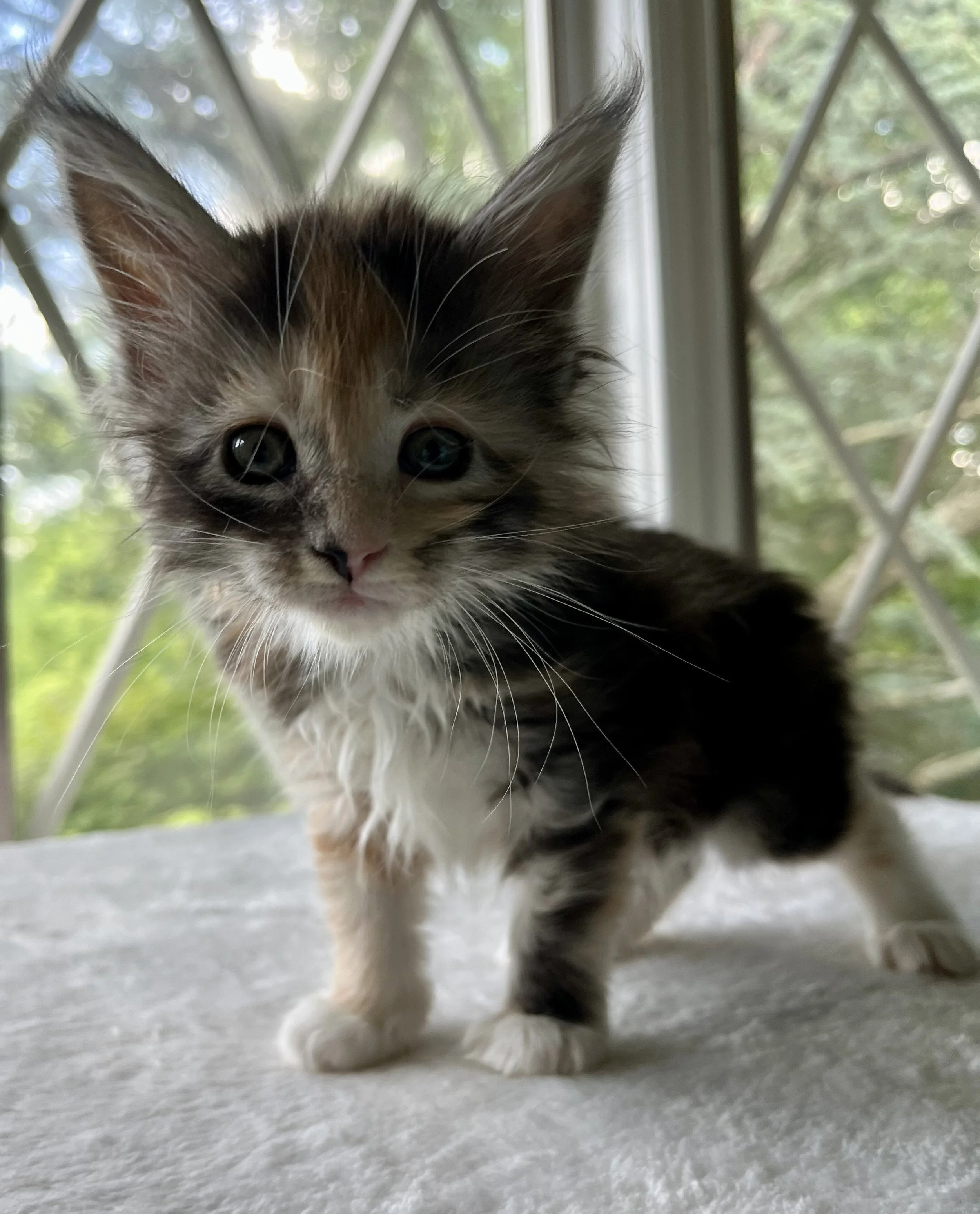 Sapphire. Female. Black Smoke Calico Maine Coon kitten- 6 weeks old. Born April 12, 2025 to Ember and Katahdin.