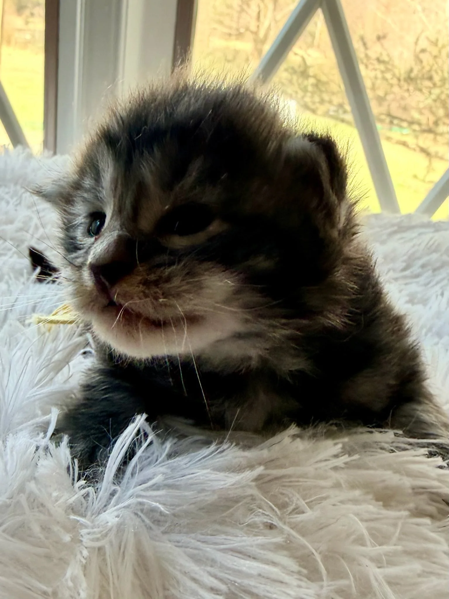 Macintosh, 2 weeks old