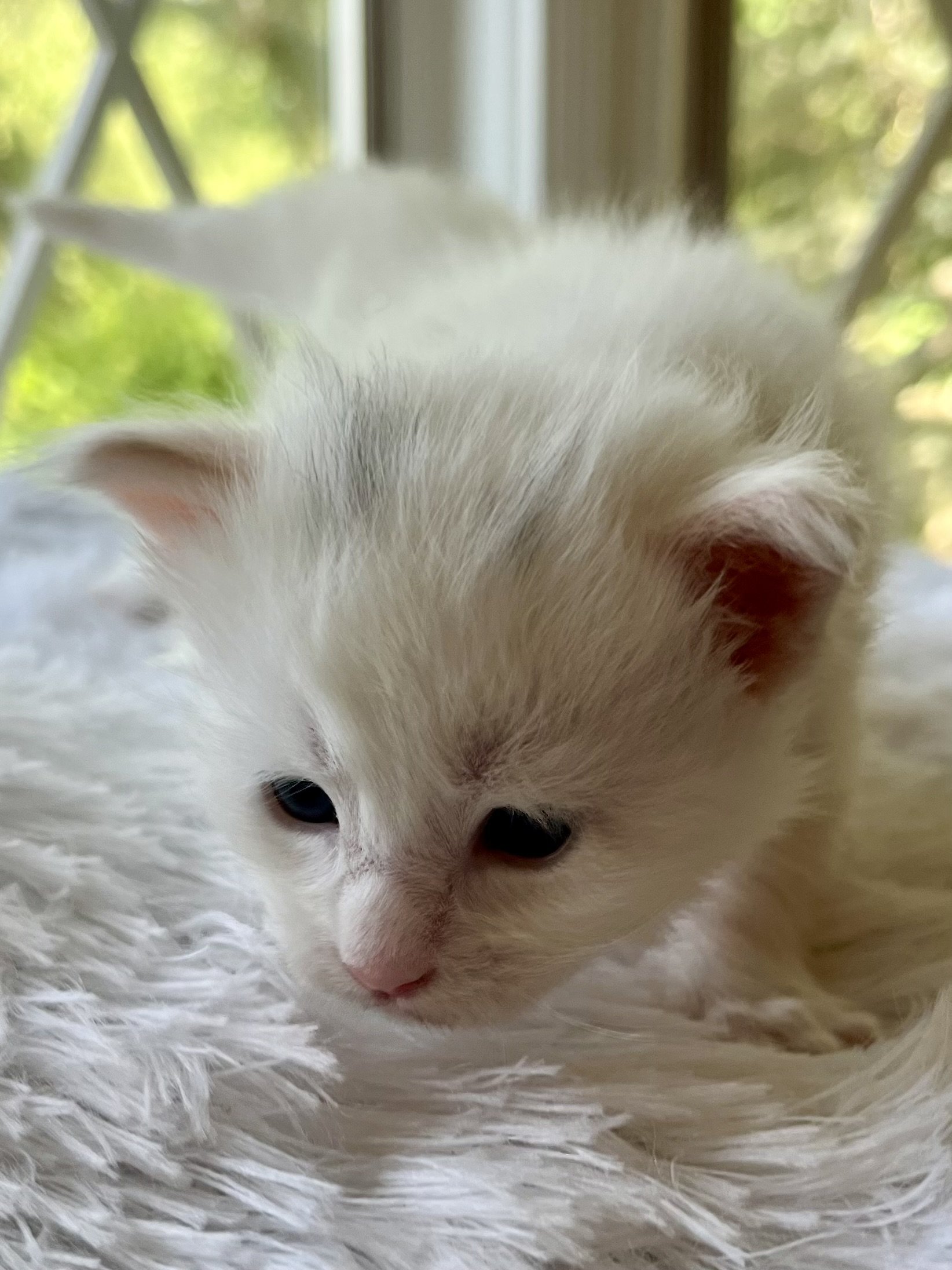 Peppermint. Male White (masking blue) Maine Coon kitten- 4 weeks old. Born June 16, 2025 to Lola and Katahdin.