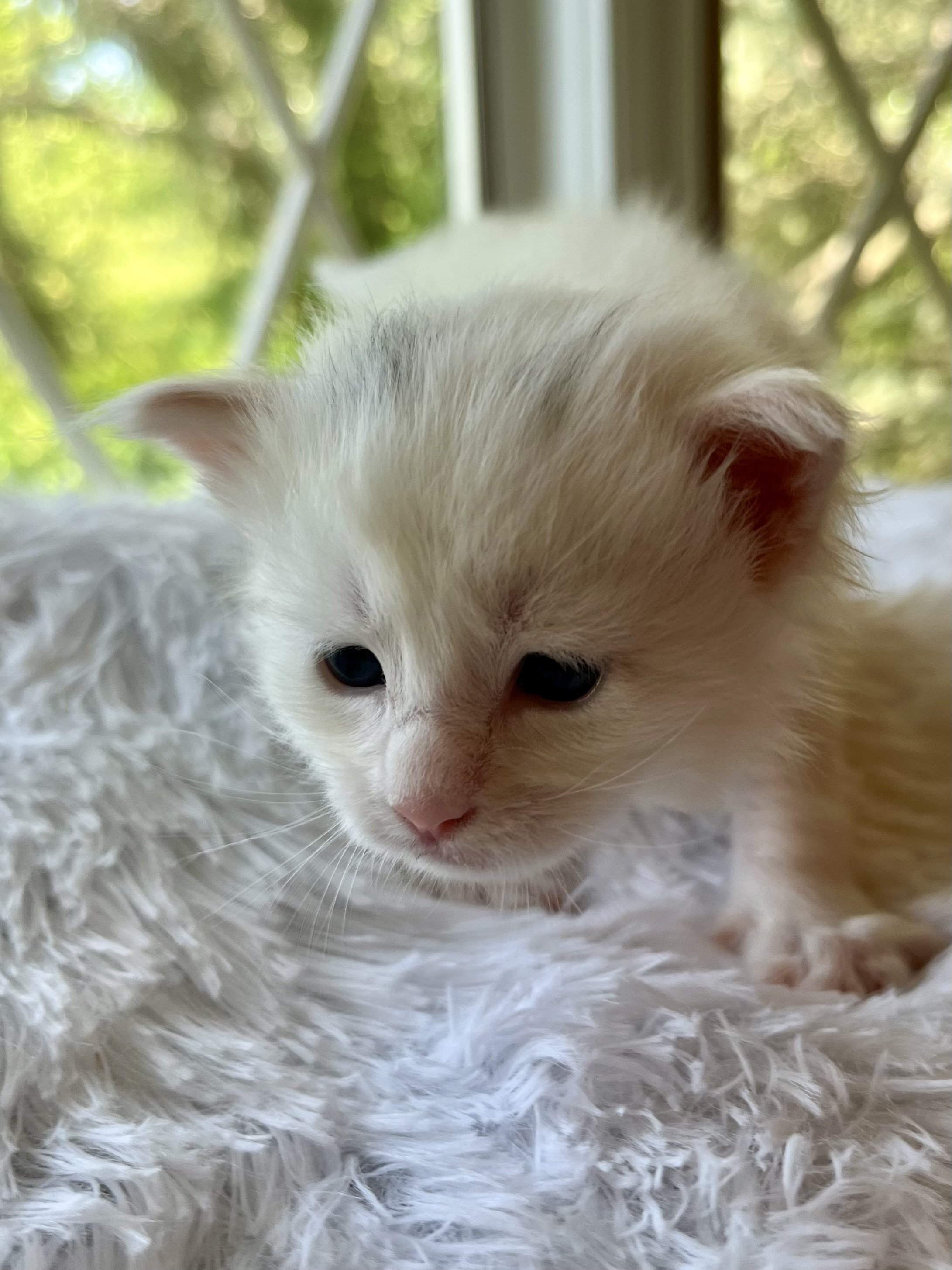 Peppermint. Male White (masking blue) Maine Coon kitten- 4 weeks old. Born June 16, 2025 to Lola and Katahdin.