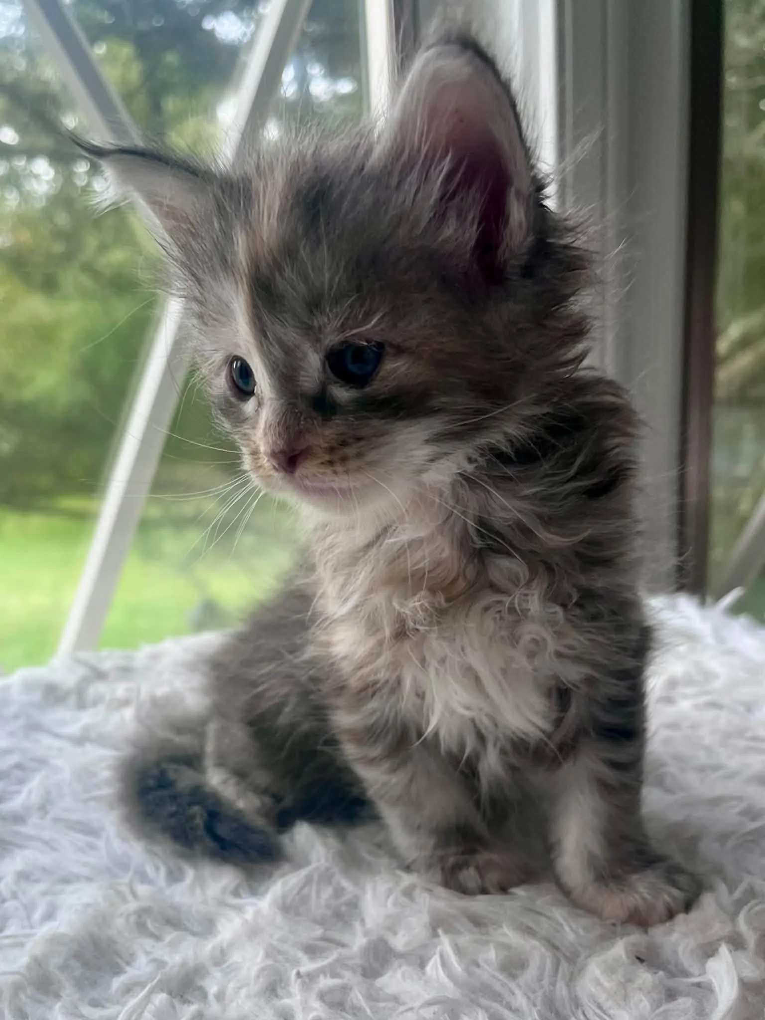 Honeynut 5 weeks