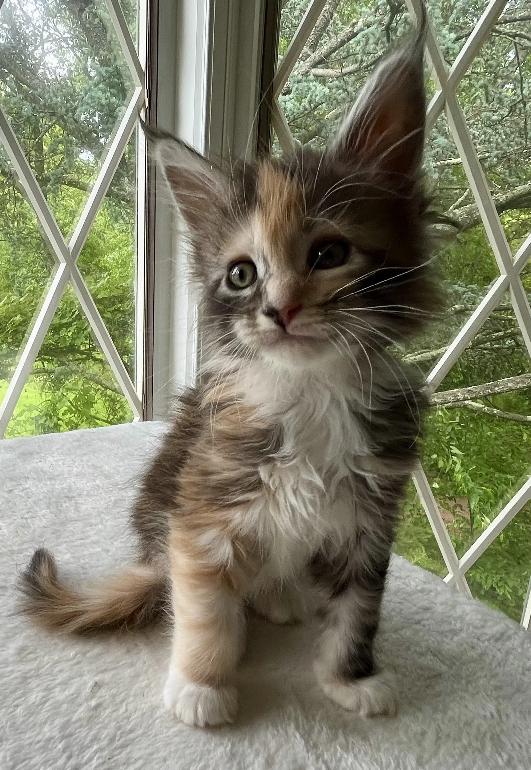 Sapphire. Female. Black Smoke Calico Maine Coon kitten- 7 weeks old. Born April 12, 2025 to Ember and Katahdin.