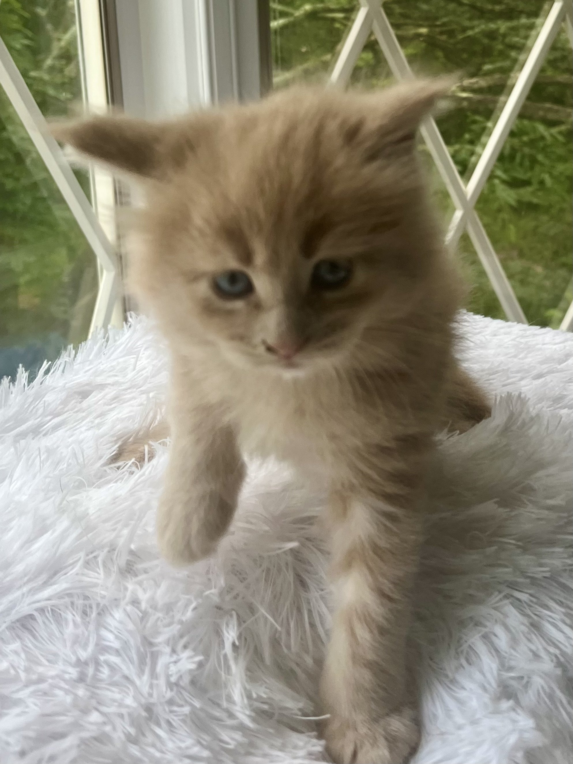 Sunny. Red male Maine Coon kitten- 5 weeks old. Born May 25, 2025 to Jenna and Katahdin.