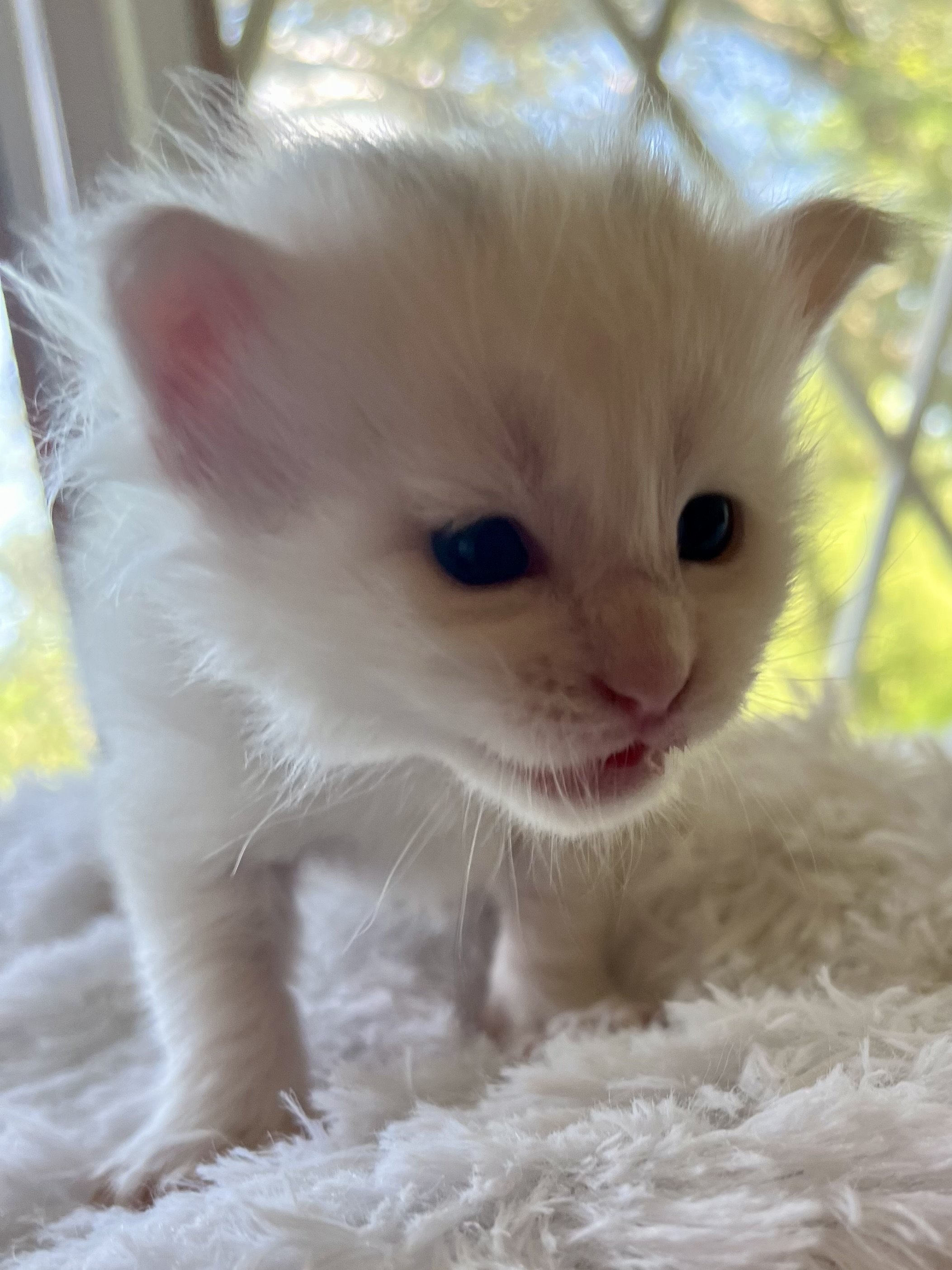 Peppermint. Male White (masking blue) Maine Coon kitten- 4 weeks old. Born June 16, 2025 to Lola and Katahdin.