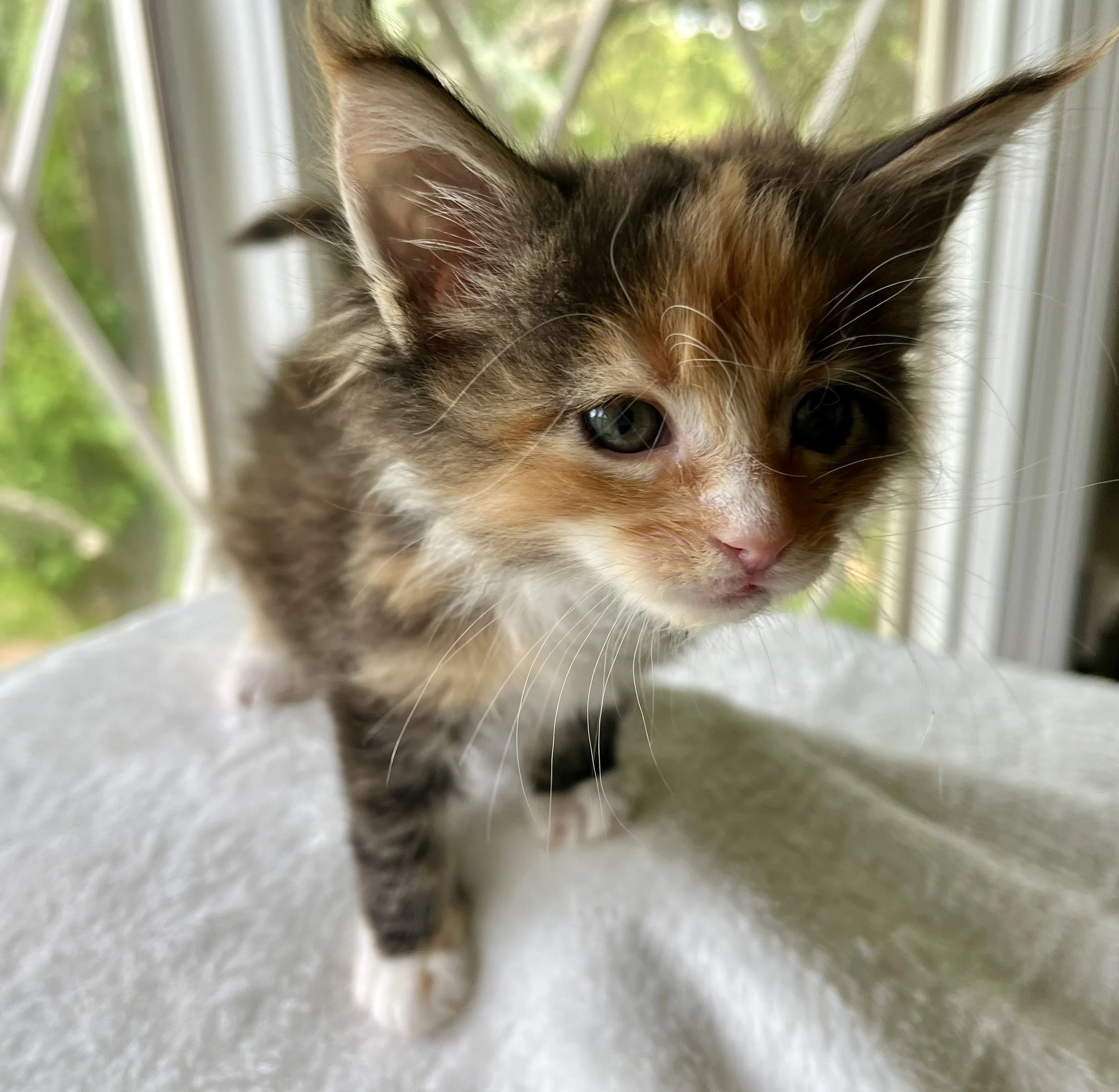 Jade- Calico Maine Coon 5 weeks old. Female