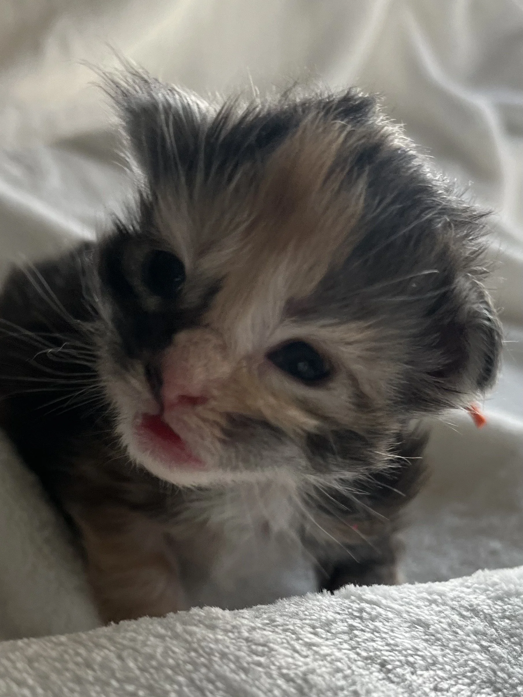 Sapphire. Female. Black Smoke Calico Maine Coon kitten- 2 weeks old. Born April 12, 2025 to Ember and Katahdin.