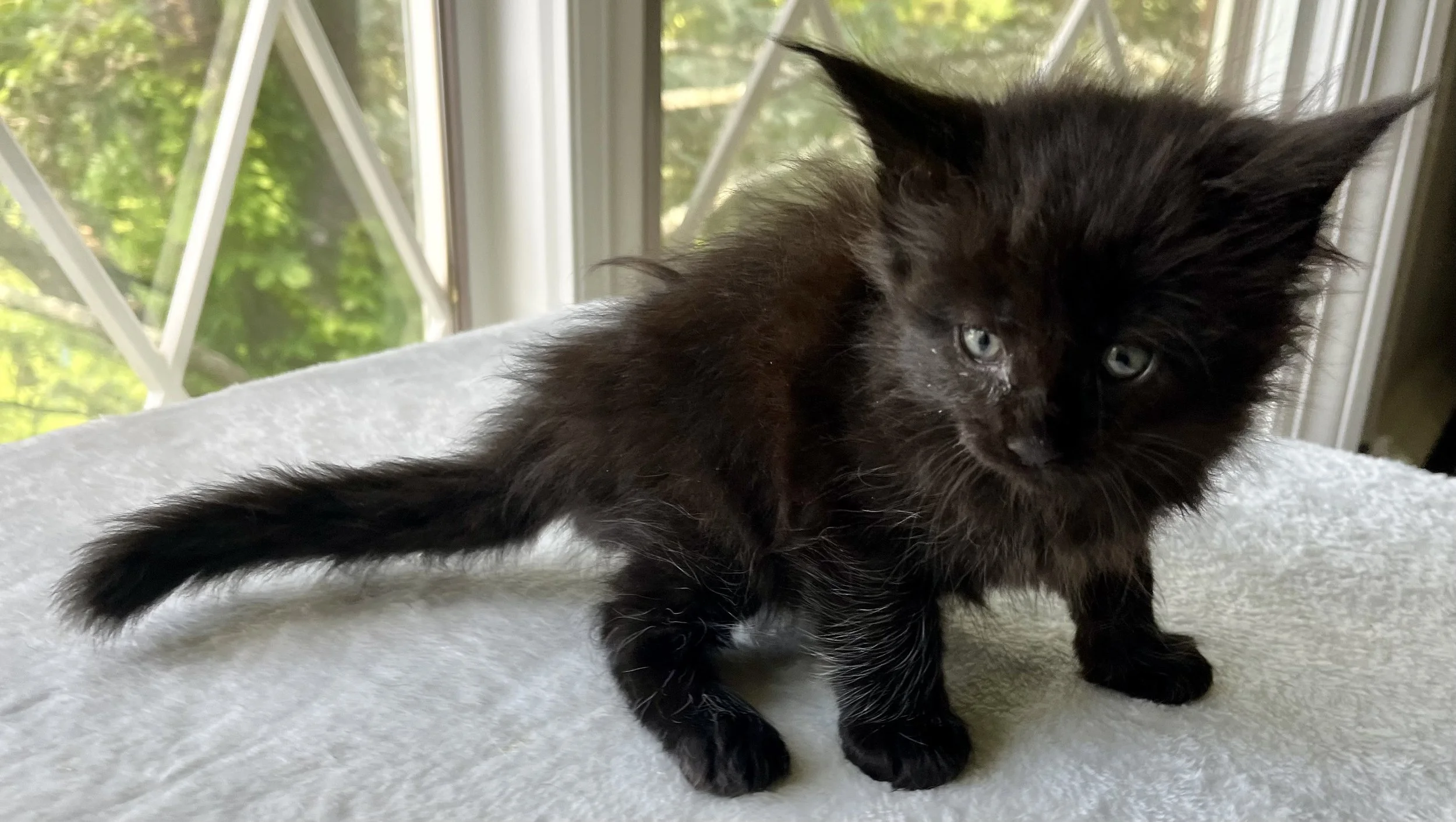 Jasper- Male Black Maine Coon kitten - 6 weeks old- Born April 12, 2025 to Ember and Katahdin