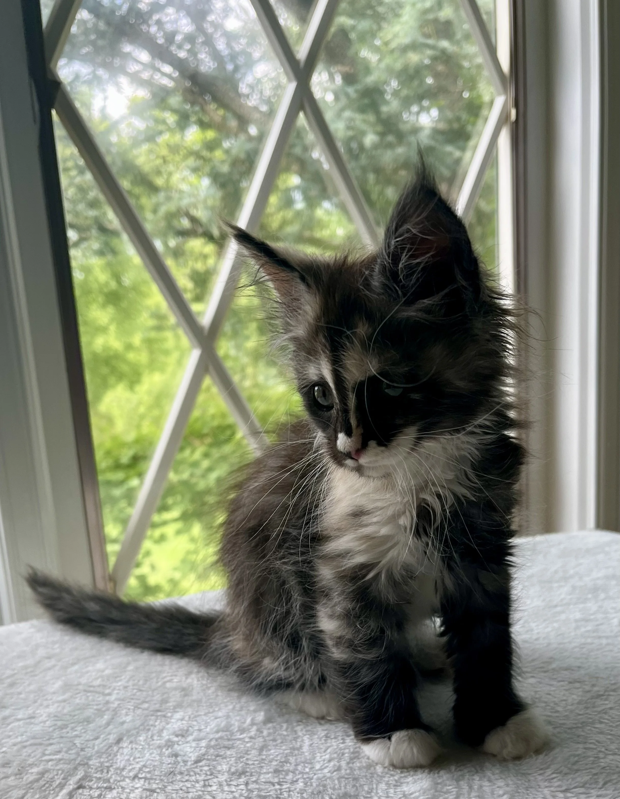 Pearl: Female. Black Smoke Calico Maine Coon kitten- 8 weeks old. Born April 12, 2025 to Ember and Katahdin.