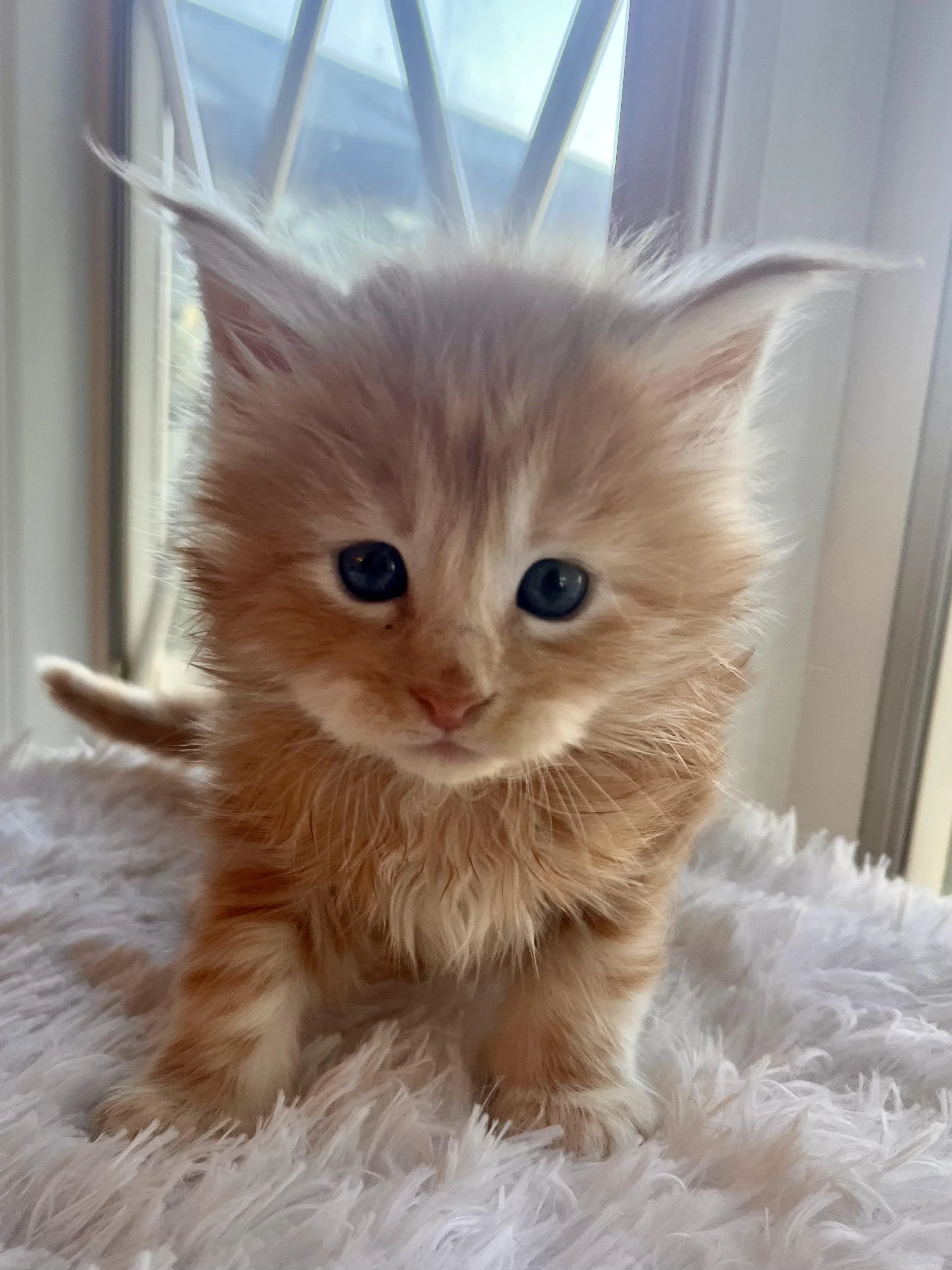 HCM in Maine Coons: What Can Be Tested, What Can’t, and How Ethical Breeders Reduce Risk