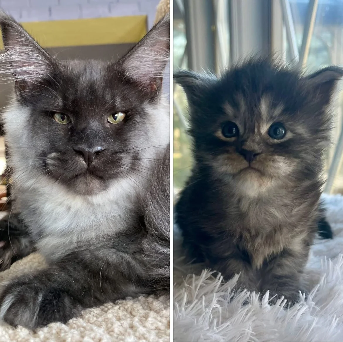 How Kittens Get Their Color