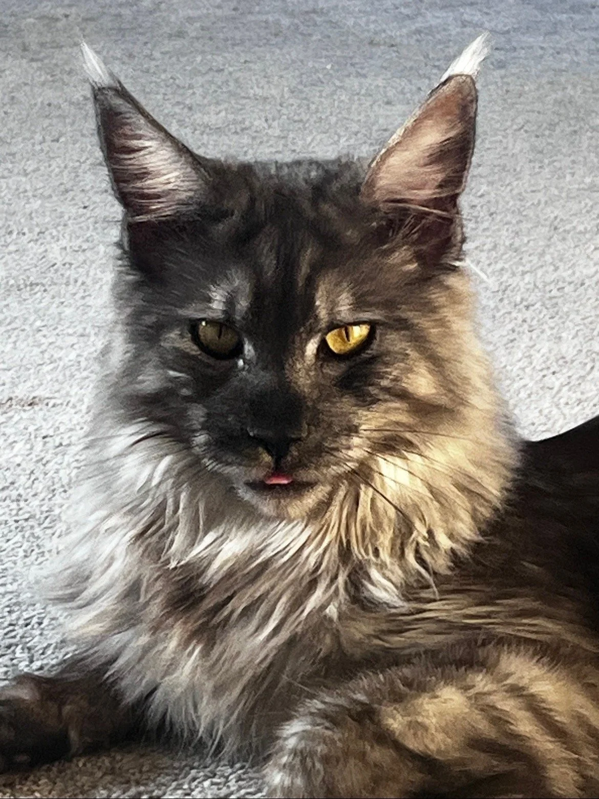 Tabby vs. Solid: Understanding Coat Patterns in Cats (And What is the Inhibitor Gene Anyway?)