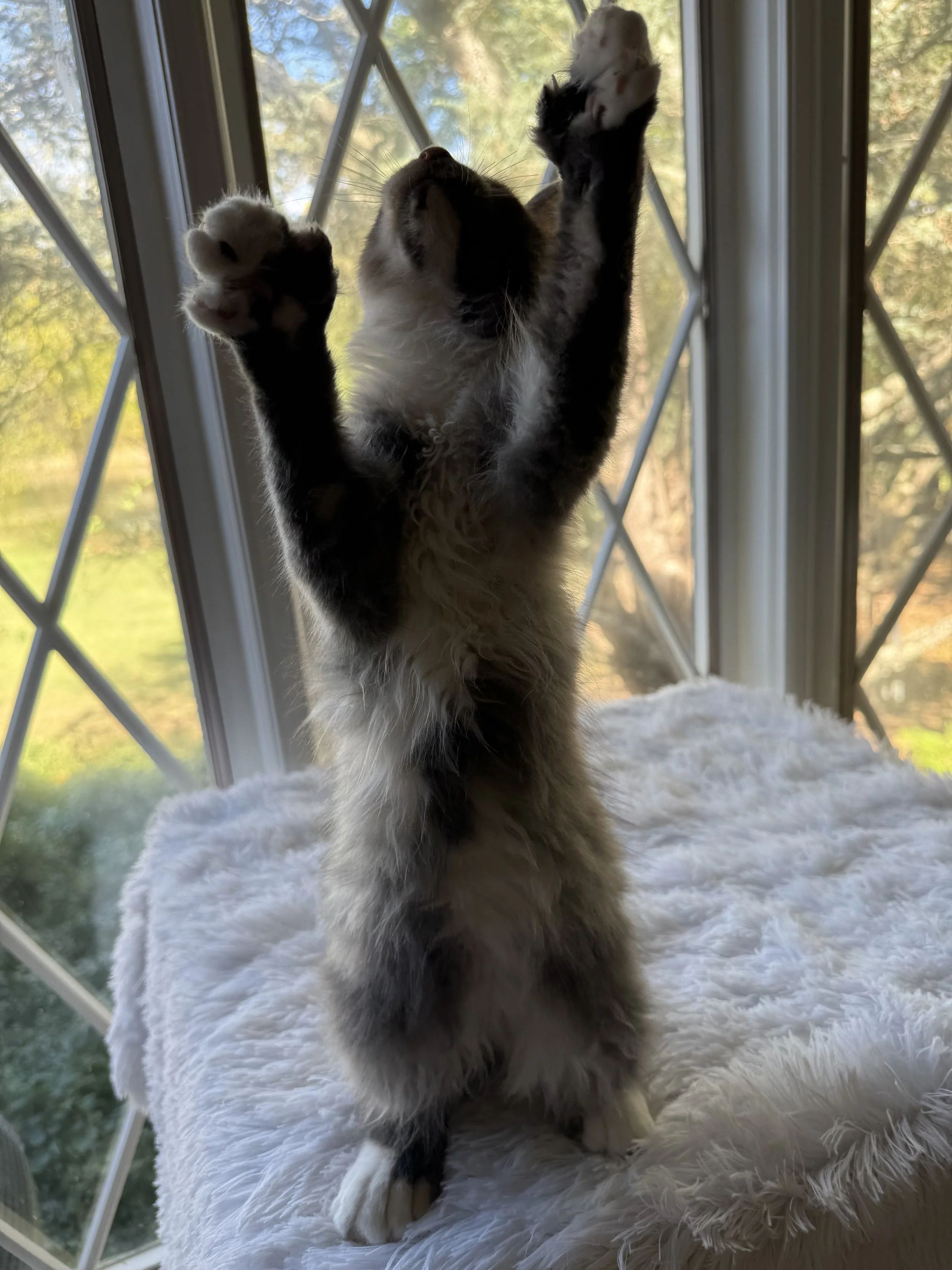 Polydactyl Maine Coons: The Truth About Six Toed Cats