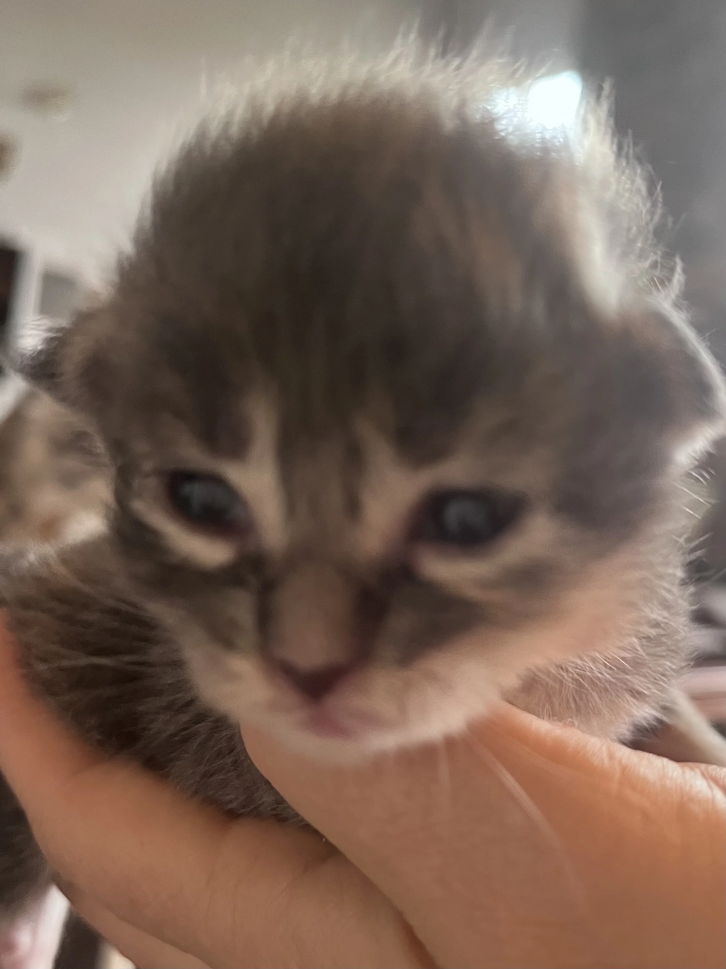 Caring for a Newborn Maine Coon Litter: Week 2