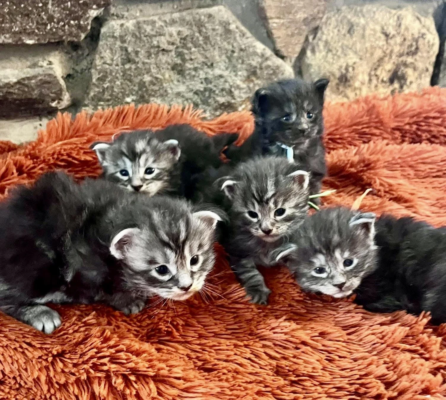 Caring for a Newborn Maine Coon Litter: Week 3 The Wobbly, Wonderful Transition