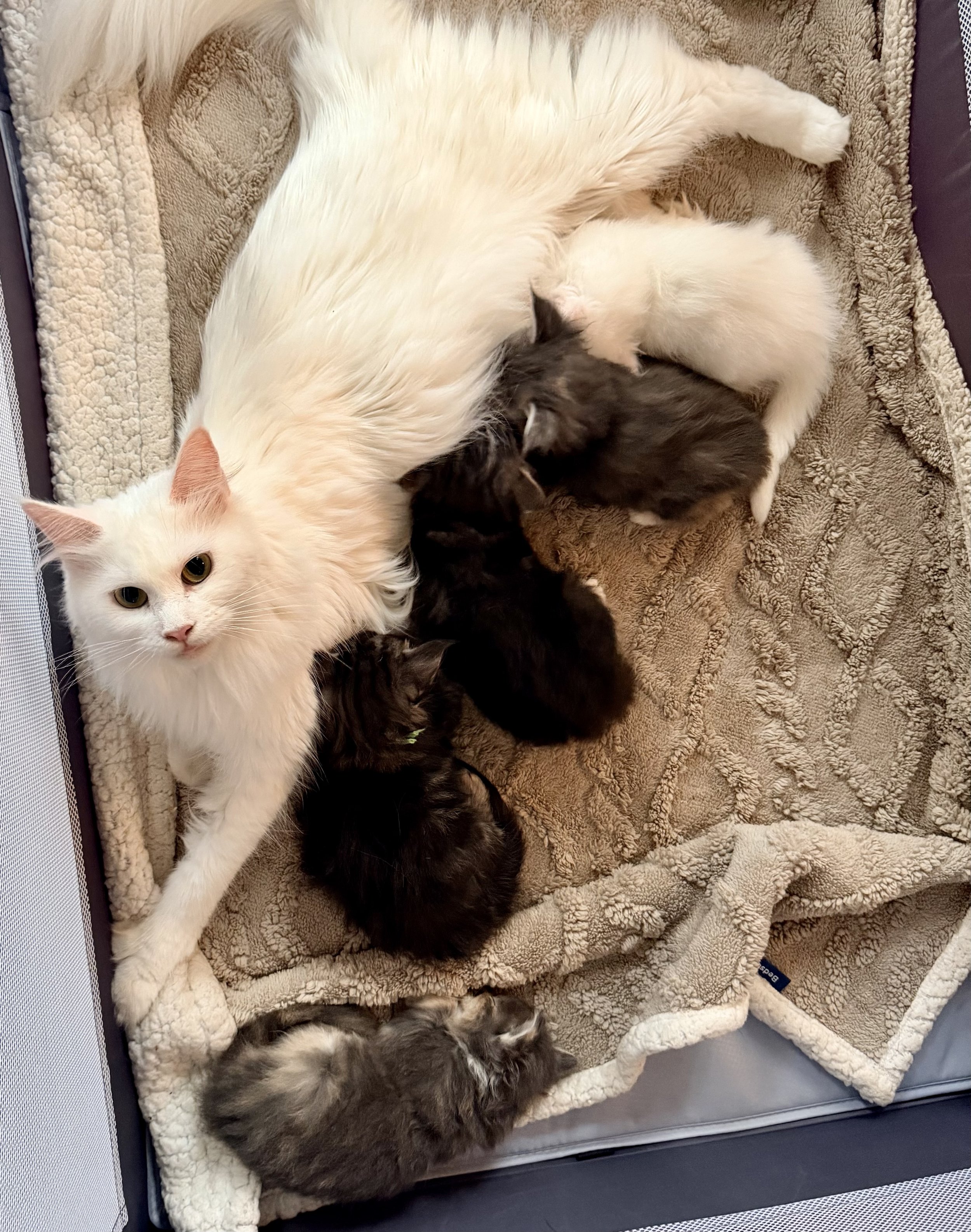 Caring for a Newborn Maine Coon Litter: Week 4