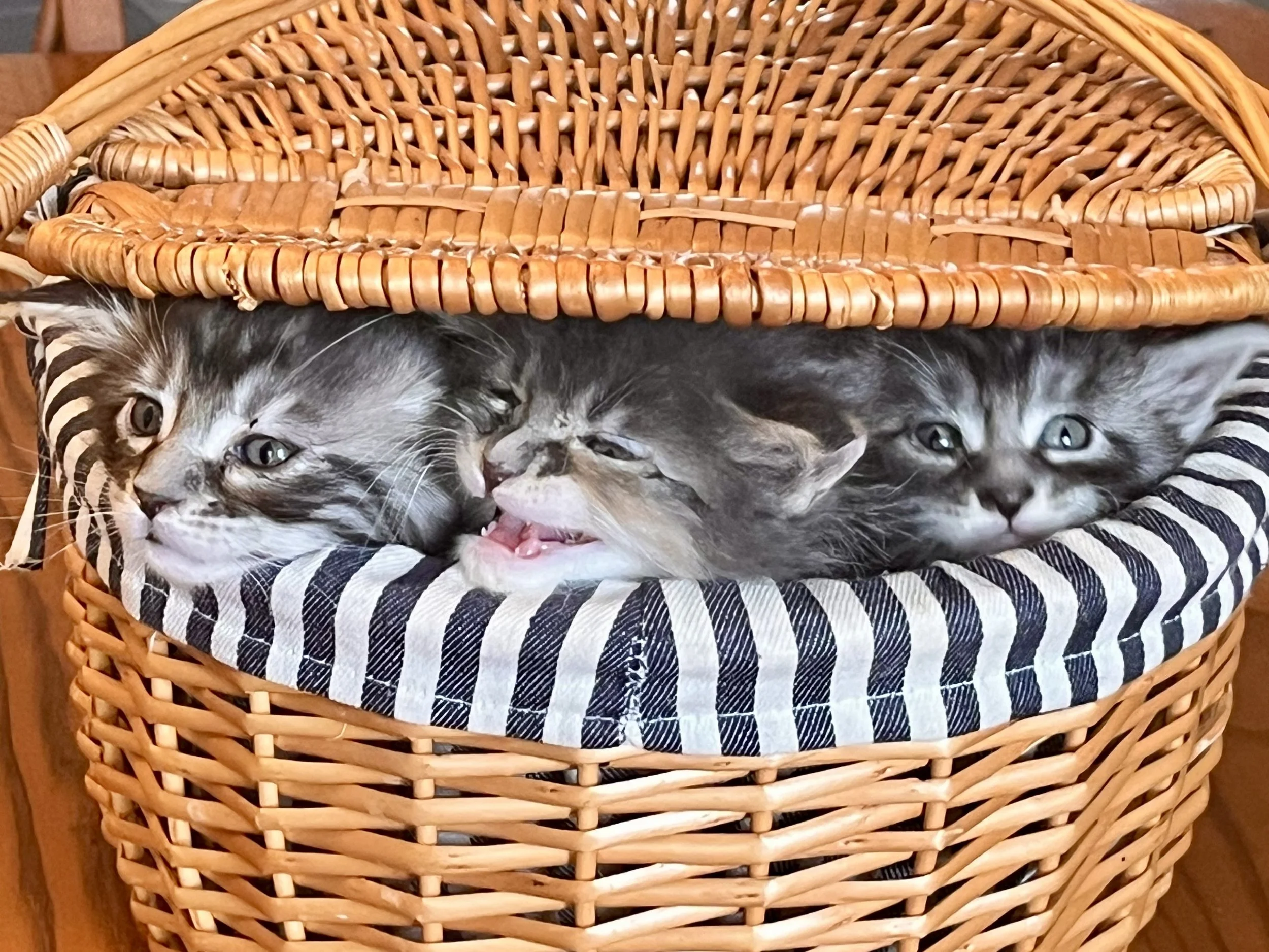 Caring for a Maine Coon Litter: Week 5