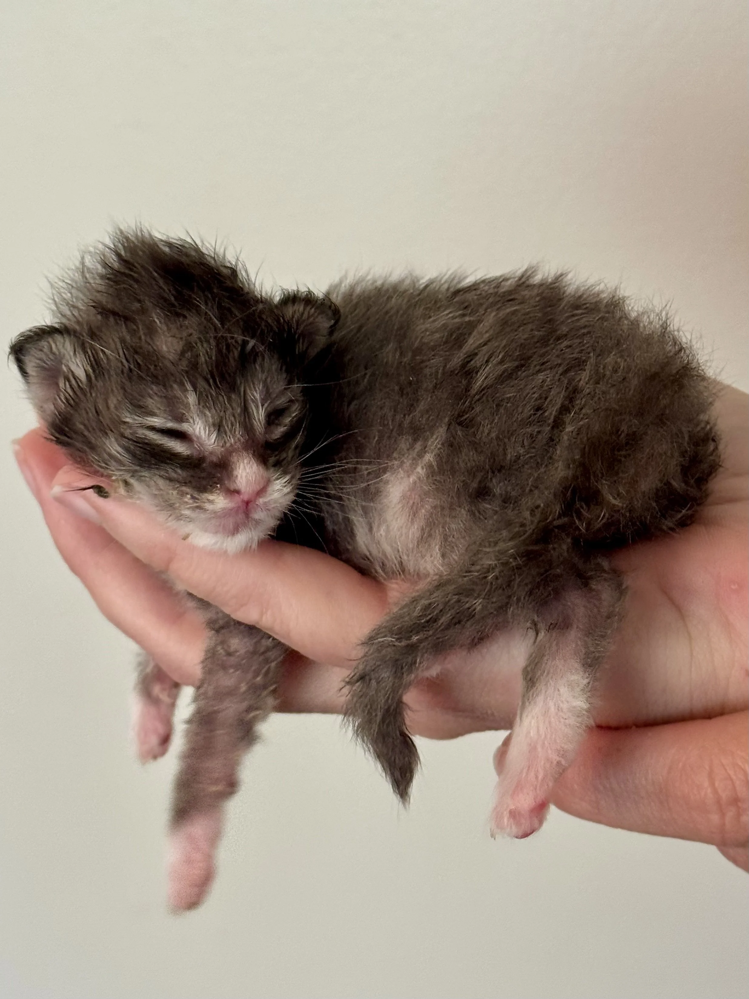 How to Prepare for and Handle Medical Emergencies for Your Cat