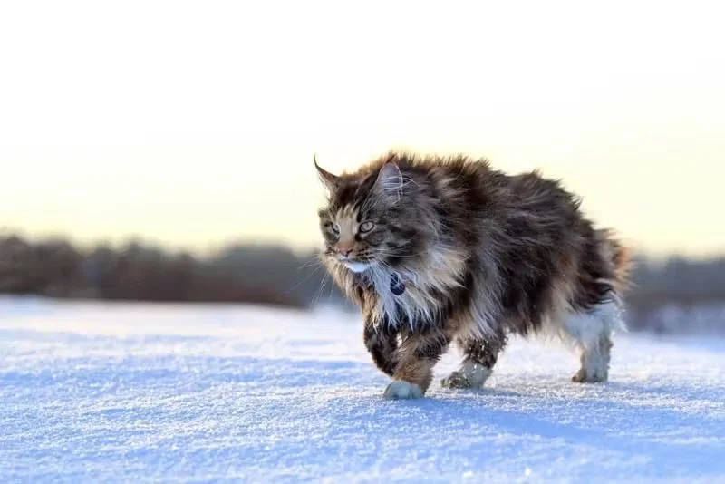 The History of the Maine Coon: From Ship Cats to America's Gentle Giant