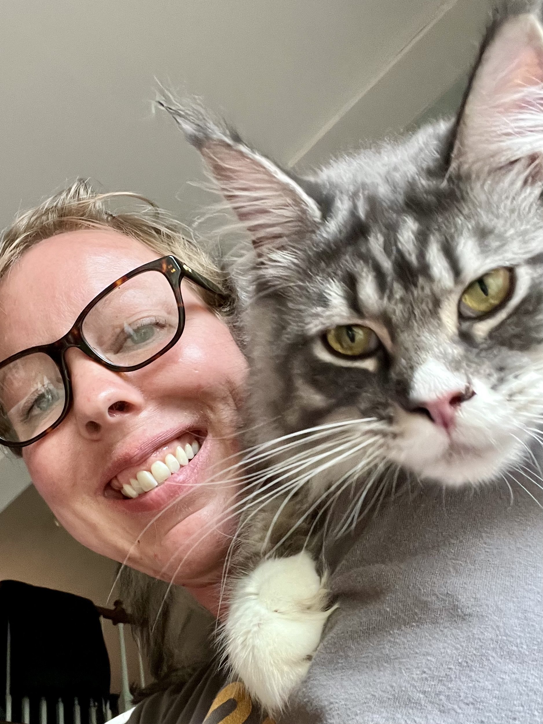 Maine Coon Dental Development: Teething, Red Gums &amp; Juvenile Gingivitis