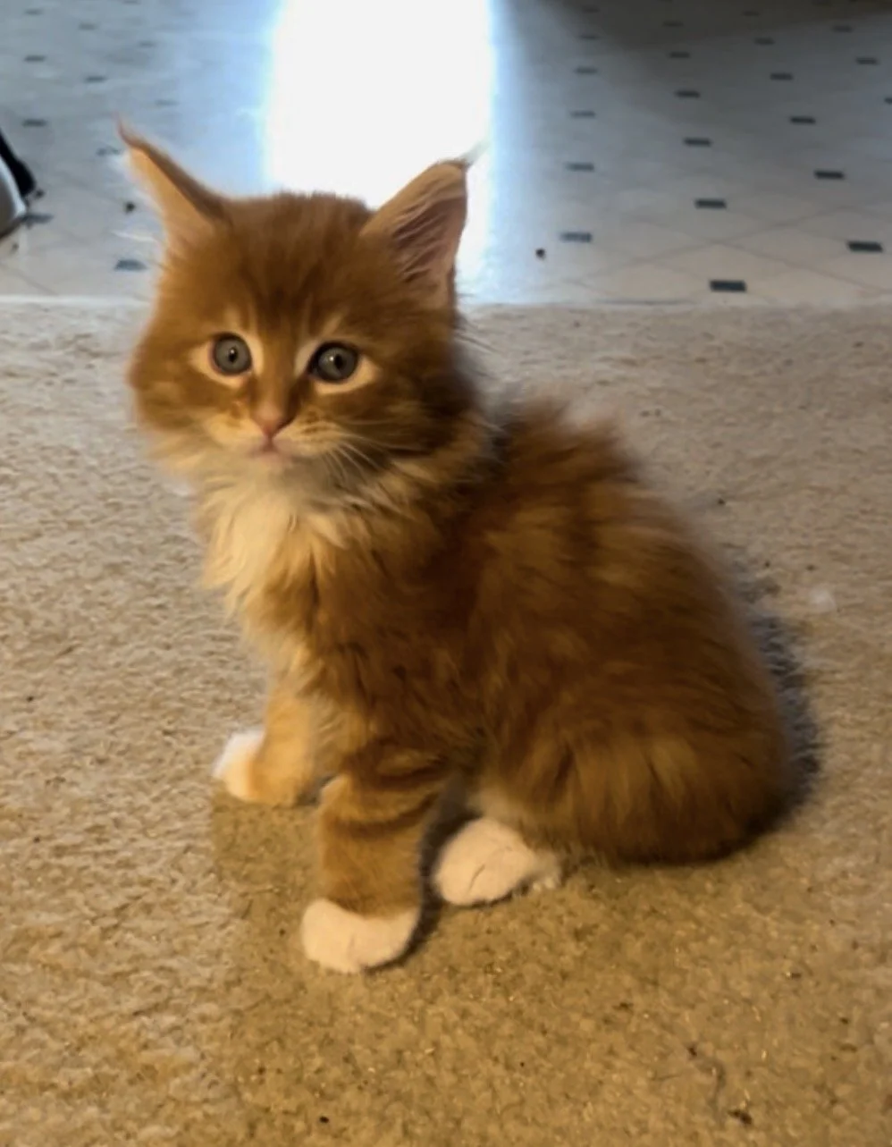 The Maine Coon Teenage Phase: What to Expect From 6-18 Months